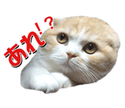 mamechiyo's 9cats family sticker #14609337