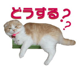 mamechiyo's 9cats family sticker #14609339