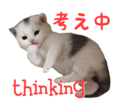 mamechiyo's 9cats family sticker #14609340
