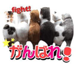 mamechiyo's 9cats family sticker #14609346
