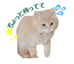 mamechiyo's 9cats family sticker #14609347
