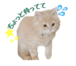 mamechiyo's 9cats family sticker #14609347