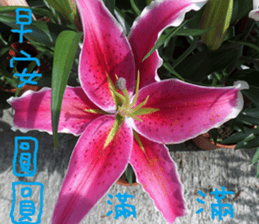 Xiang Fei sticker #14612646