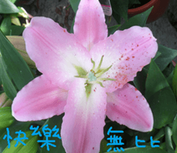 Xiang Fei sticker #14612647