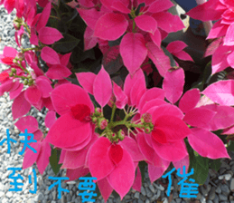 Xiang Fei sticker #14612648