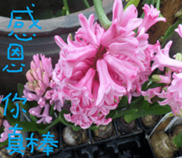 Xiang Fei sticker #14612649