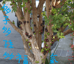 Xiang Fei sticker #14612650