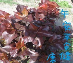 Xiang Fei sticker #14612652