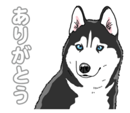 Wanko-Biyori Siberian husky 3 sticker #14612654