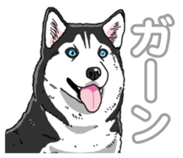 Wanko-Biyori Siberian husky 3 sticker #14612658