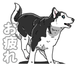 Wanko-Biyori Siberian husky 3 sticker #14612659