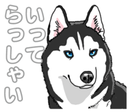 Wanko-Biyori Siberian husky 3 sticker #14612660