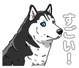 Wanko-Biyori Siberian husky 3 sticker #14612661
