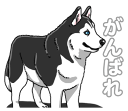 Wanko-Biyori Siberian husky 3 sticker #14612664