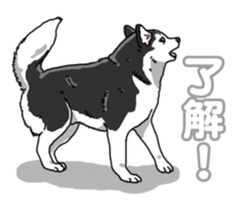 Wanko-Biyori Siberian husky 3 sticker #14612665