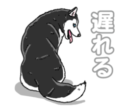 Wanko-Biyori Siberian husky 3 sticker #14612666