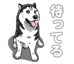 Wanko-Biyori Siberian husky 3 sticker #14612667