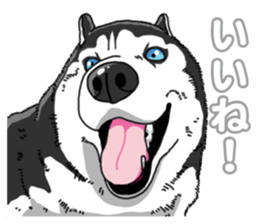 Wanko-Biyori Siberian husky 3 sticker #14612670