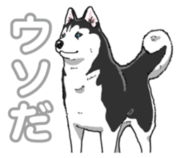 Wanko-Biyori Siberian husky 3 sticker #14612671
