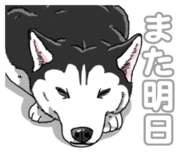 Wanko-Biyori Siberian husky 3 sticker #14612672
