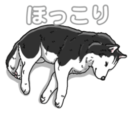 Wanko-Biyori Siberian husky 3 sticker #14612673