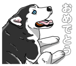 Wanko-Biyori Siberian husky 3 sticker #14612674