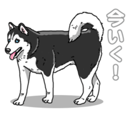 Wanko-Biyori Siberian husky 3 sticker #14612676