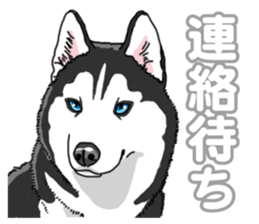 Wanko-Biyori Siberian husky 3 sticker #14612677