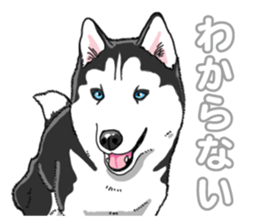 Wanko-Biyori Siberian husky 3 sticker #14612679