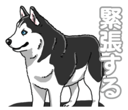 Wanko-Biyori Siberian husky 3 sticker #14612680