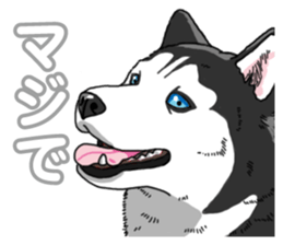 Wanko-Biyori Siberian husky 3 sticker #14612681