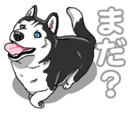 Wanko-Biyori Siberian husky 3 sticker #14612682