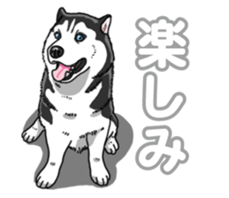Wanko-Biyori Siberian husky 3 sticker #14612683