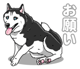 Wanko-Biyori Siberian husky 3 sticker #14612684