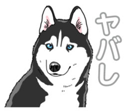 Wanko-Biyori Siberian husky 3 sticker #14612685