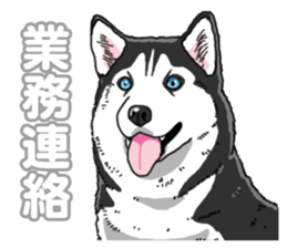 Wanko-Biyori Siberian husky 3 sticker #14612686