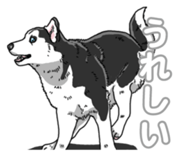 Wanko-Biyori Siberian husky 3 sticker #14612687