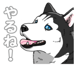 Wanko-Biyori Siberian husky 3 sticker #14612688