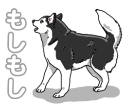 Wanko-Biyori Siberian husky 3 sticker #14612689
