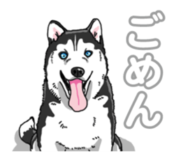 Wanko-Biyori Siberian husky 3 sticker #14612690