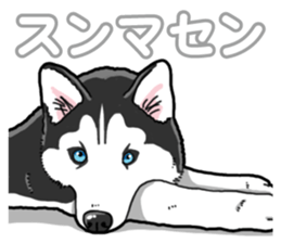 Wanko-Biyori Siberian husky 3 sticker #14612691