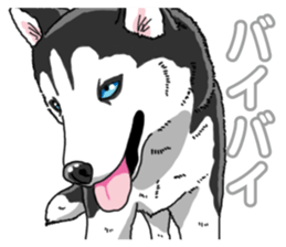 Wanko-Biyori Siberian husky 3 sticker #14612693