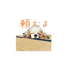 Willy - Cavalier King Charles Spaniel by Ayaka Ito