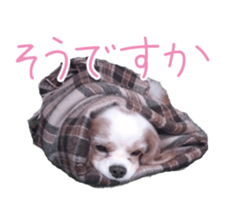 Willy - Cavalier King Charles Spaniel by Ayaka Ito sticker #14614796