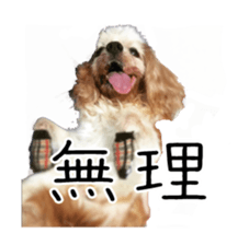 Willy - Cavalier King Charles Spaniel by Ayaka Ito sticker #14614800