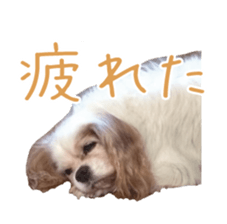 Willy - Cavalier King Charles Spaniel by Ayaka Ito sticker #14614803