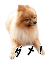 Wang Wang moving!(Japanese Ver) sticker #14616404