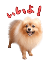 Wang Wang moving!(Japanese Ver) sticker #14616405