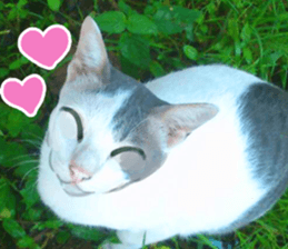 hello : happy happy sticker #14616508