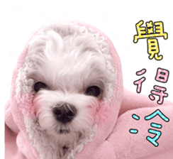 Little Maltese Birdy 2 sticker #14618230